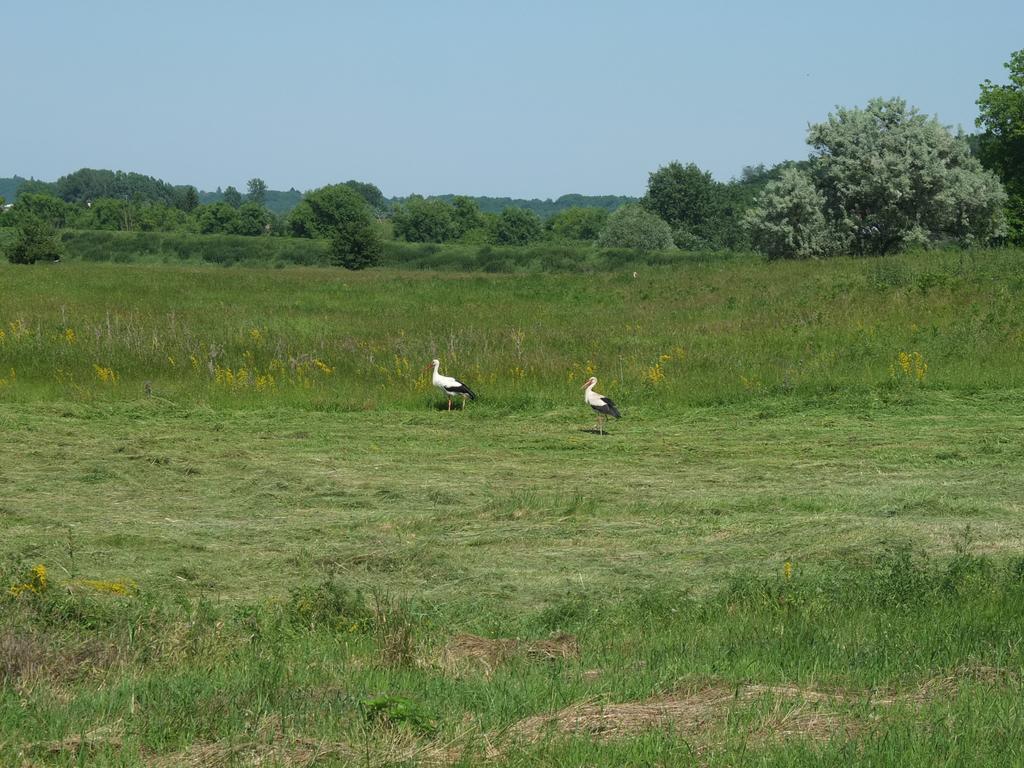 Baranjski Tulipan