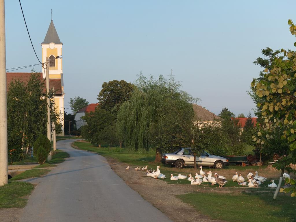 Baranjski Tulipan Draz
