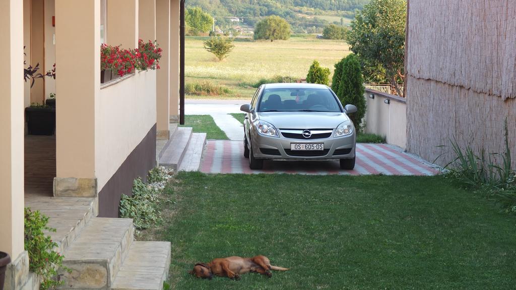 Baranjski Tulipan * Draz