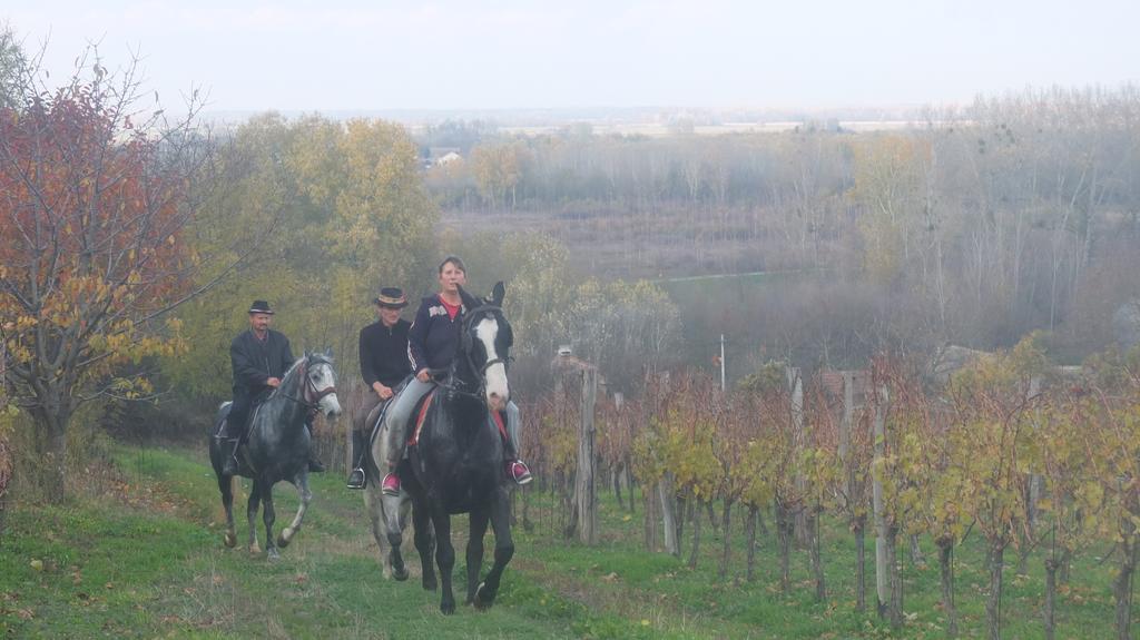 Baranjski Tulipan Draz
